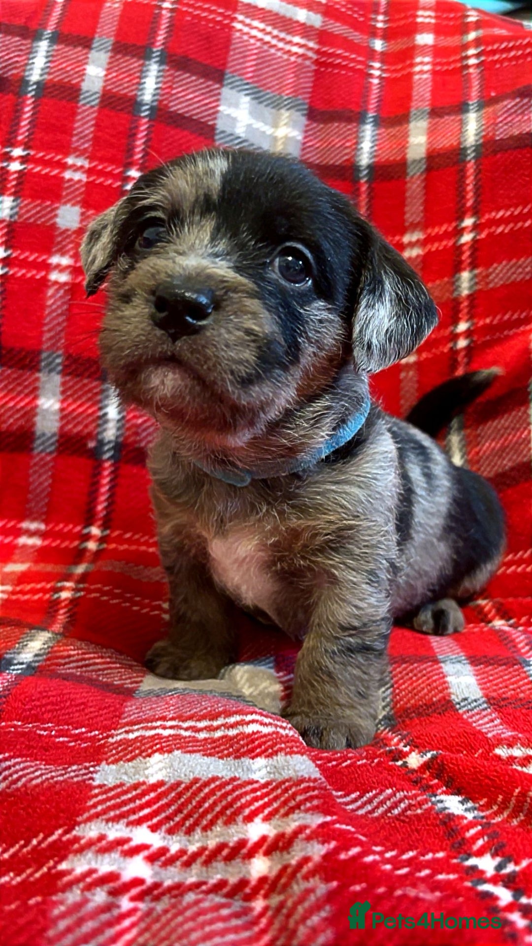 Mixed Breed dogs for sale: 🐶RARE FLUFFY BOODLE  - Advert 2