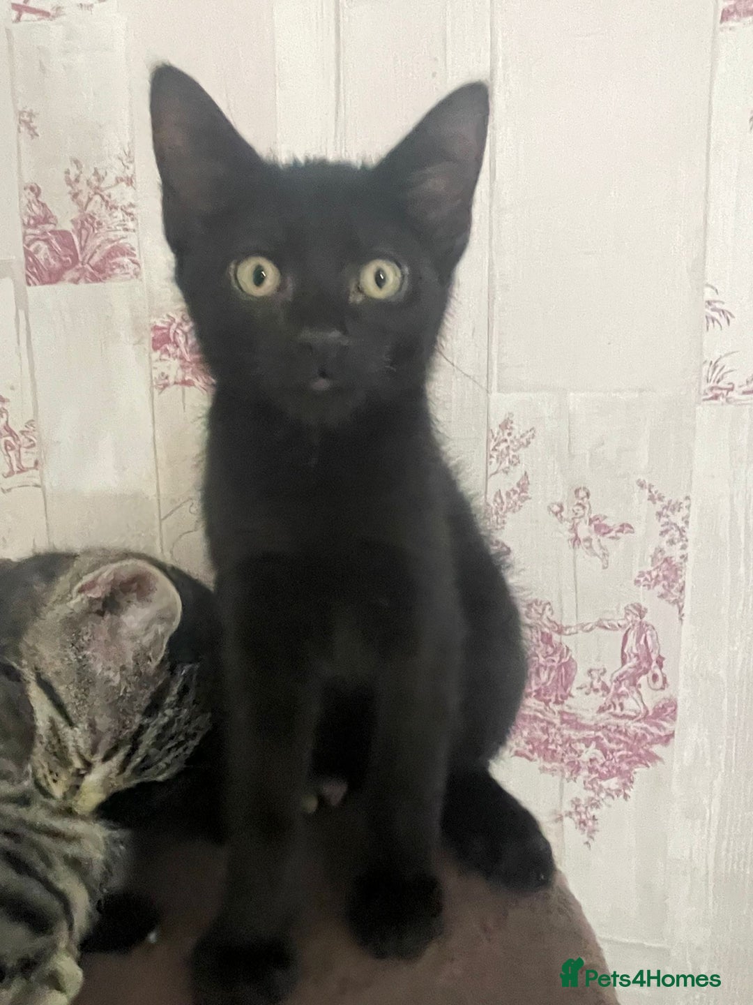 Mixed Breed cats for sale: Elf Sphynx & RagDoll cross last boy available - Advert 9