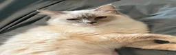 Ragdoll cats for sale: Gentle Lilac Point Female Ragdoll - Advert 5