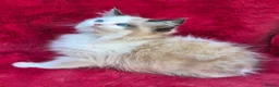 Ragdoll cats for sale: GCCF Registered Ragdoll Kittens  - Advert 10