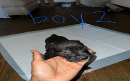 Mixed Breed dogs for sale: Cane corso x staff puppies  - Image 5