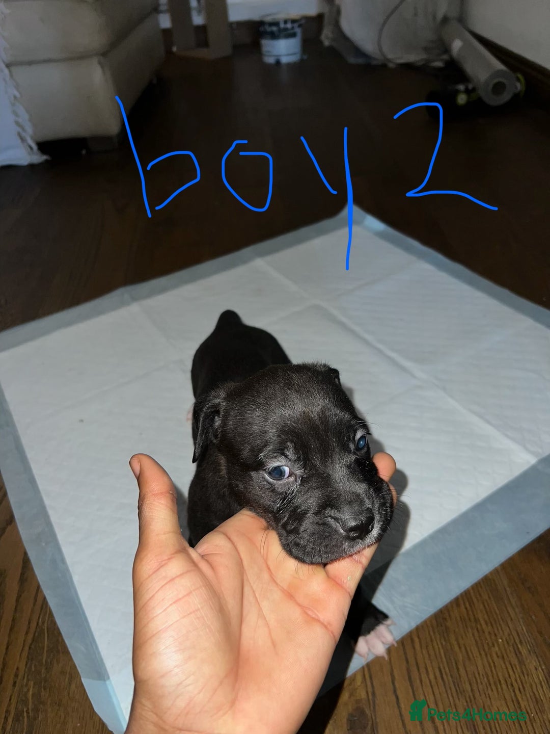 Mixed Breed dogs for sale: Cane corso x staff puppies  - Image 5
