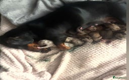 Chiweenie dogs for sale: Chweenies  - Image 1