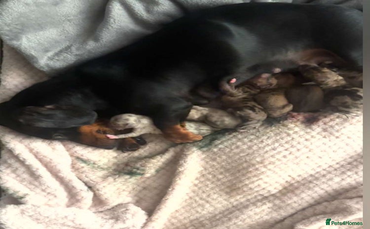 Chiweenie dogs - Advert 2
