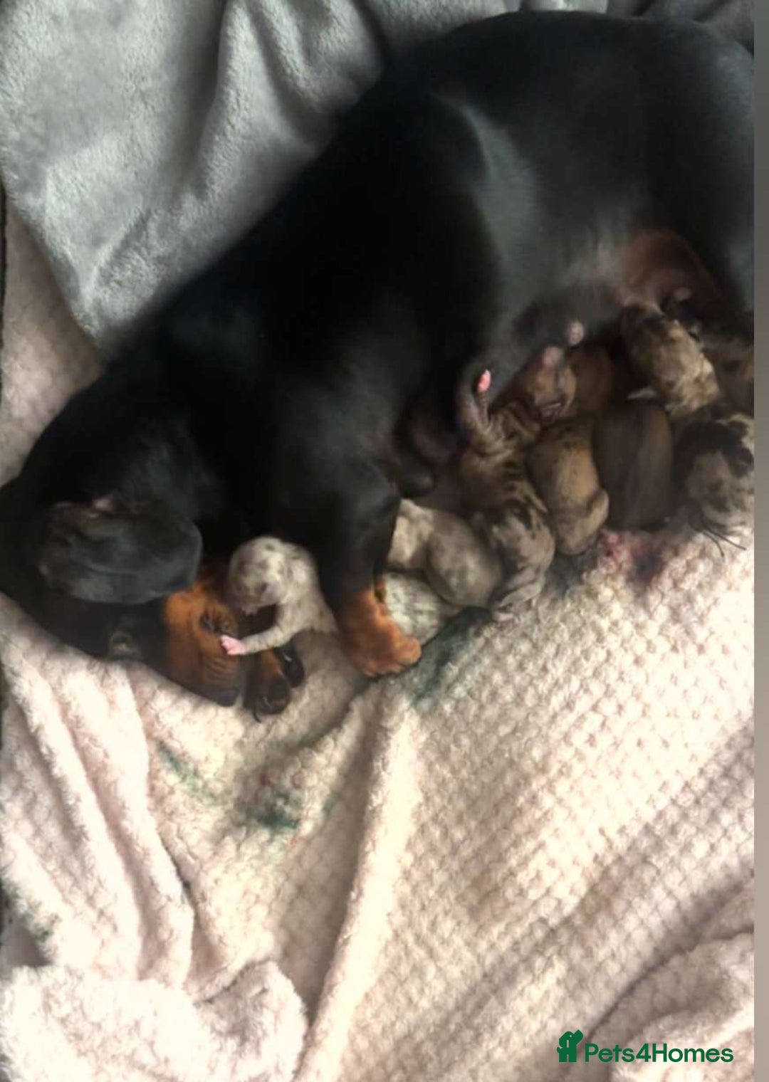 Chiweenie dogs for sale: Chweenies  - Image 1