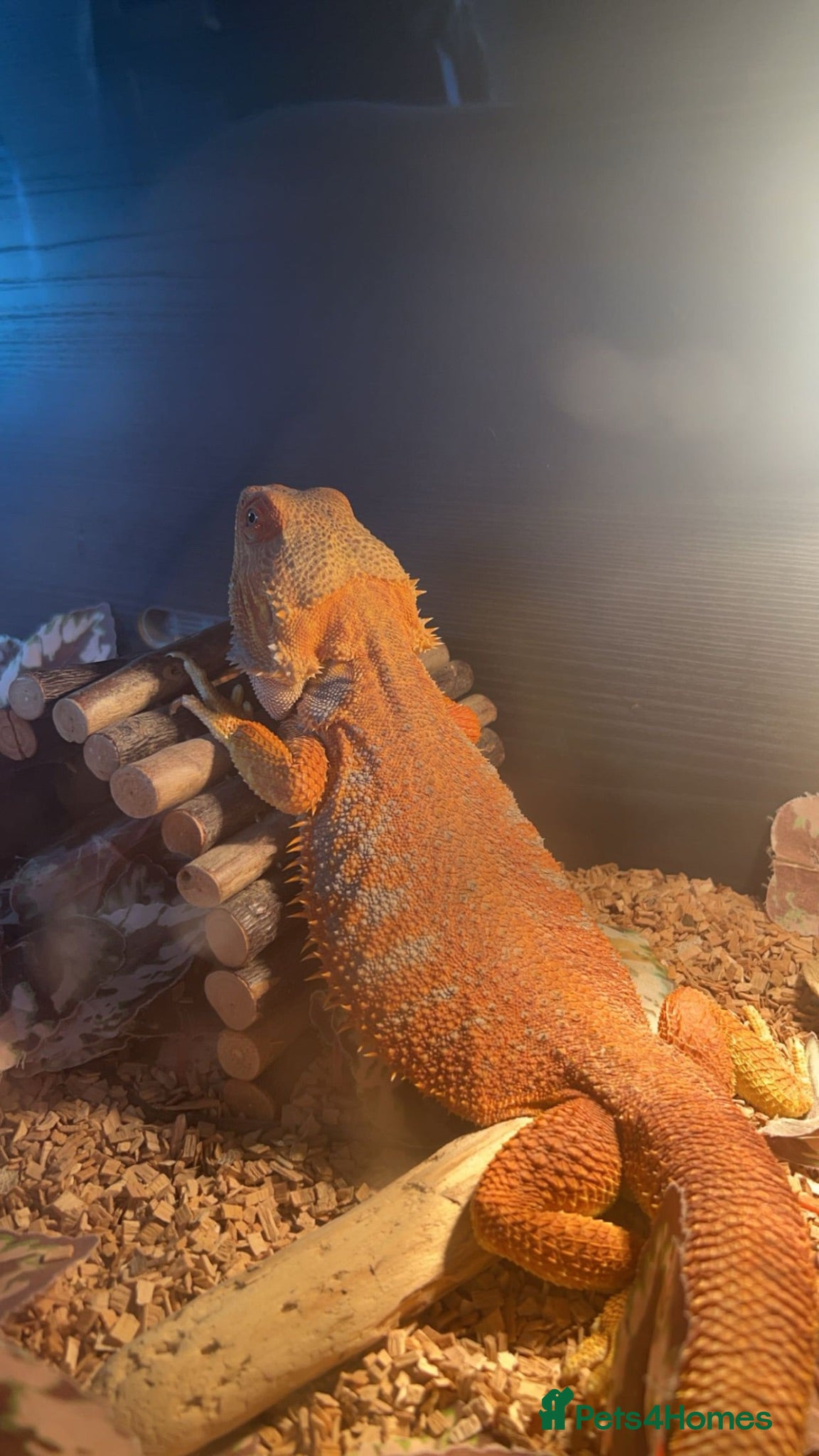 Bearded Dragon reptiles Bearded Dragon For sale. - Advert 24
