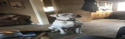 Mixed Breed dogs for sale: Bully mix for rehoming in Newton Aycliffe - Advert 17
