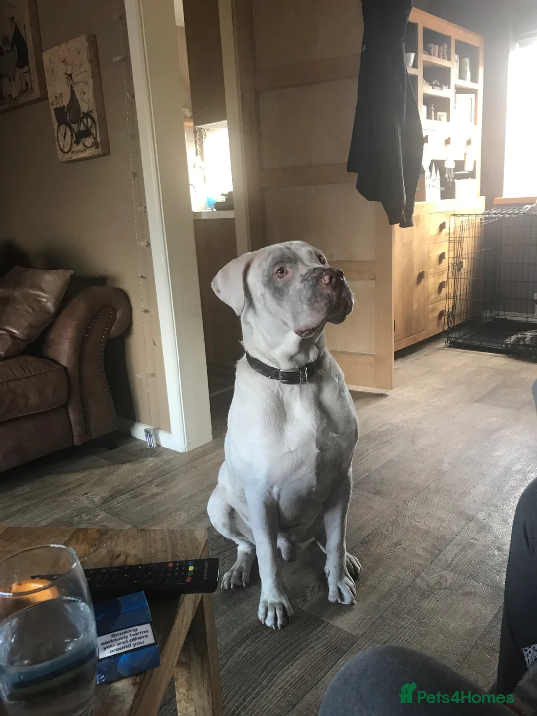 Mixed Breed dogs for sale: Bully mix for rehoming in Newton Aycliffe - Advert 17