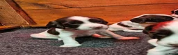 English Springer Spaniel dogs for sale:  KC REGISTERED ENGLISH SPRINGER SPANIEL PUPPIES  - Advert 8