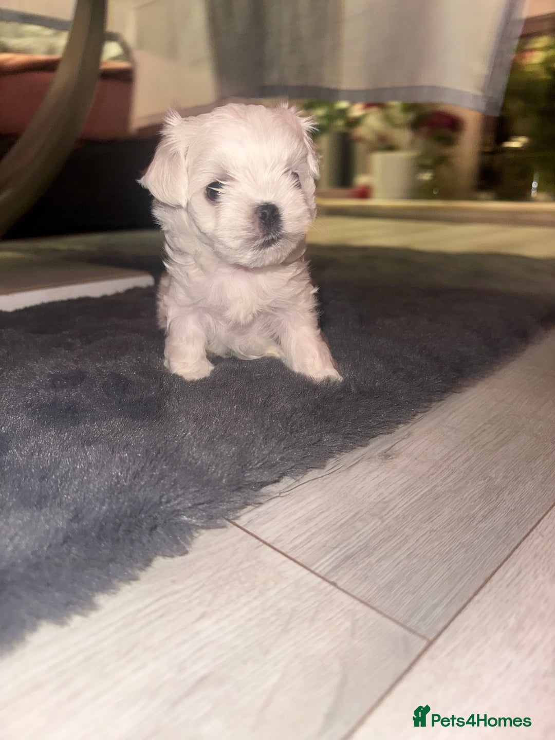 Maltese dogs for sale: Maltese For Sale ❤️ - Advert 13