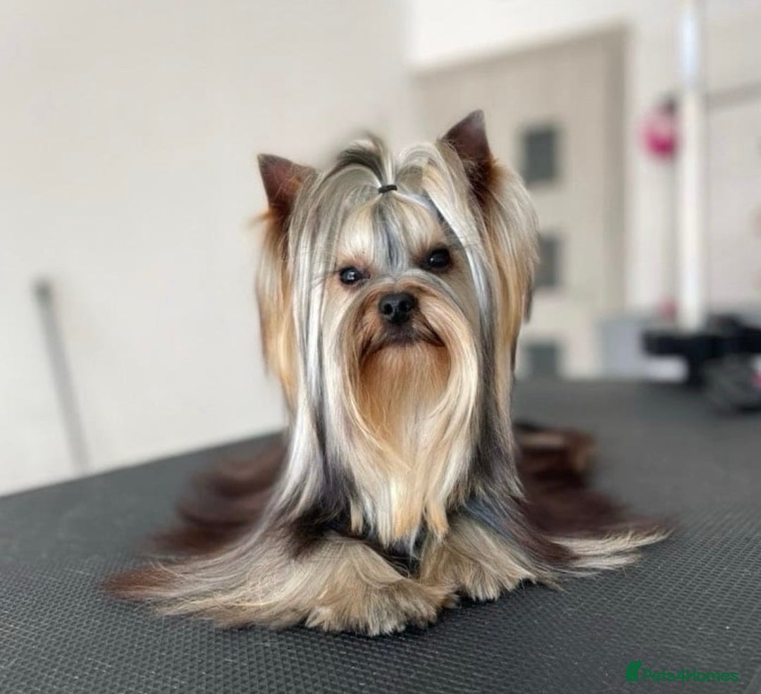 Yorkshire Terrier dogs for sale: Yorkshire Terriers - couple  - Image 5
