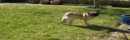 Pug dogs for sale: Purebred Pug Puppies  in Yeovil - Advert 24