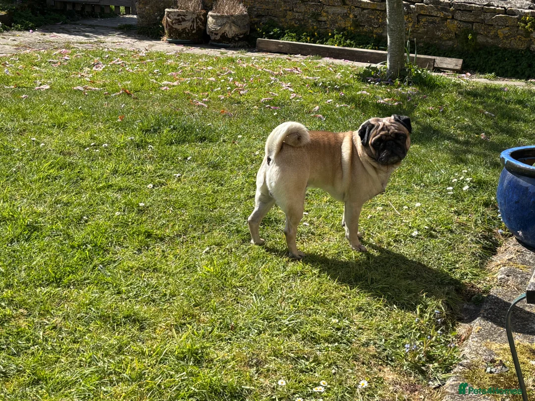 Pug dogs for sale: Purebred Pug Puppies  in Yeovil - Advert 24