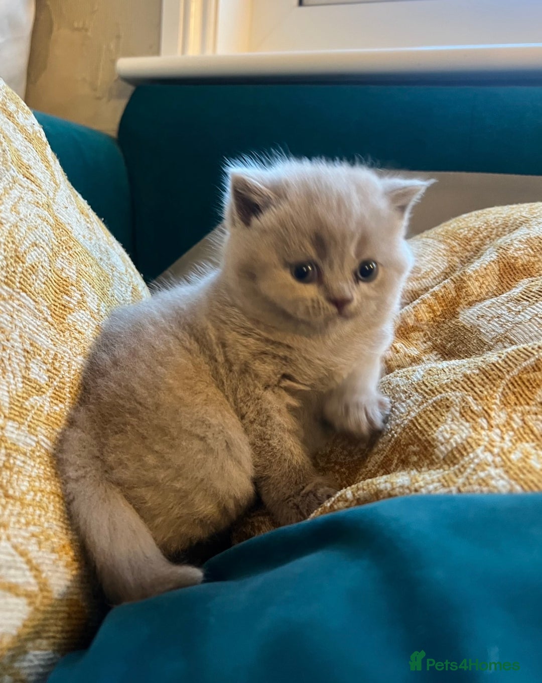 British Shorthair cats for sale: 4 beautiful lilac and blue kittens. - Advert 6