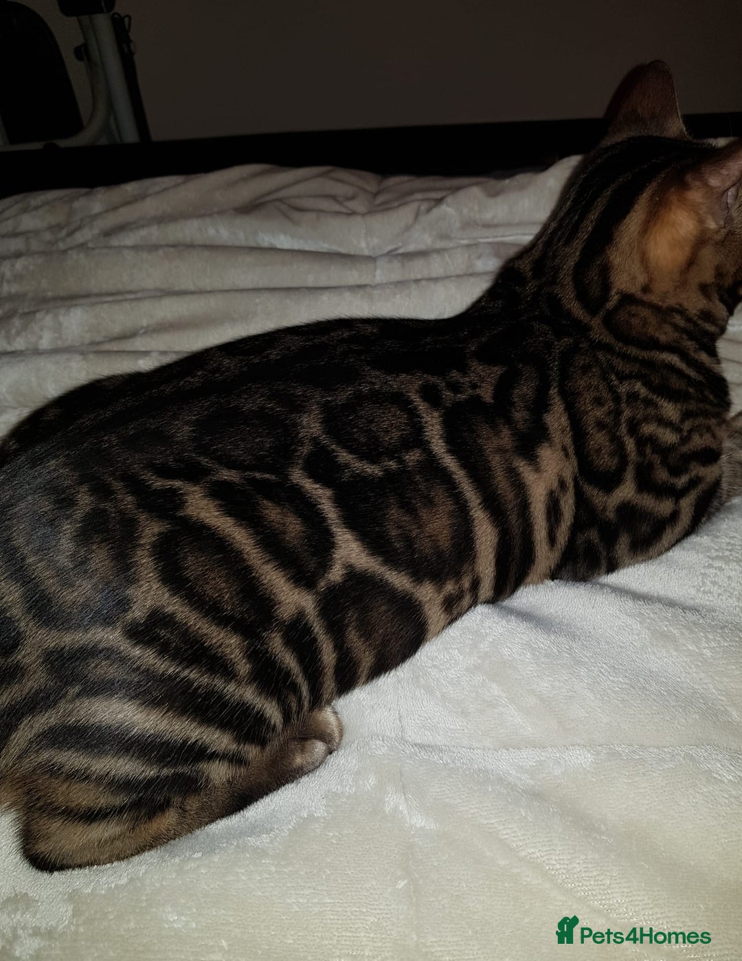 Bengal cats for sale: ❤️ Stunning Bengal Kittens for Reservation ❤️ - Advert 28