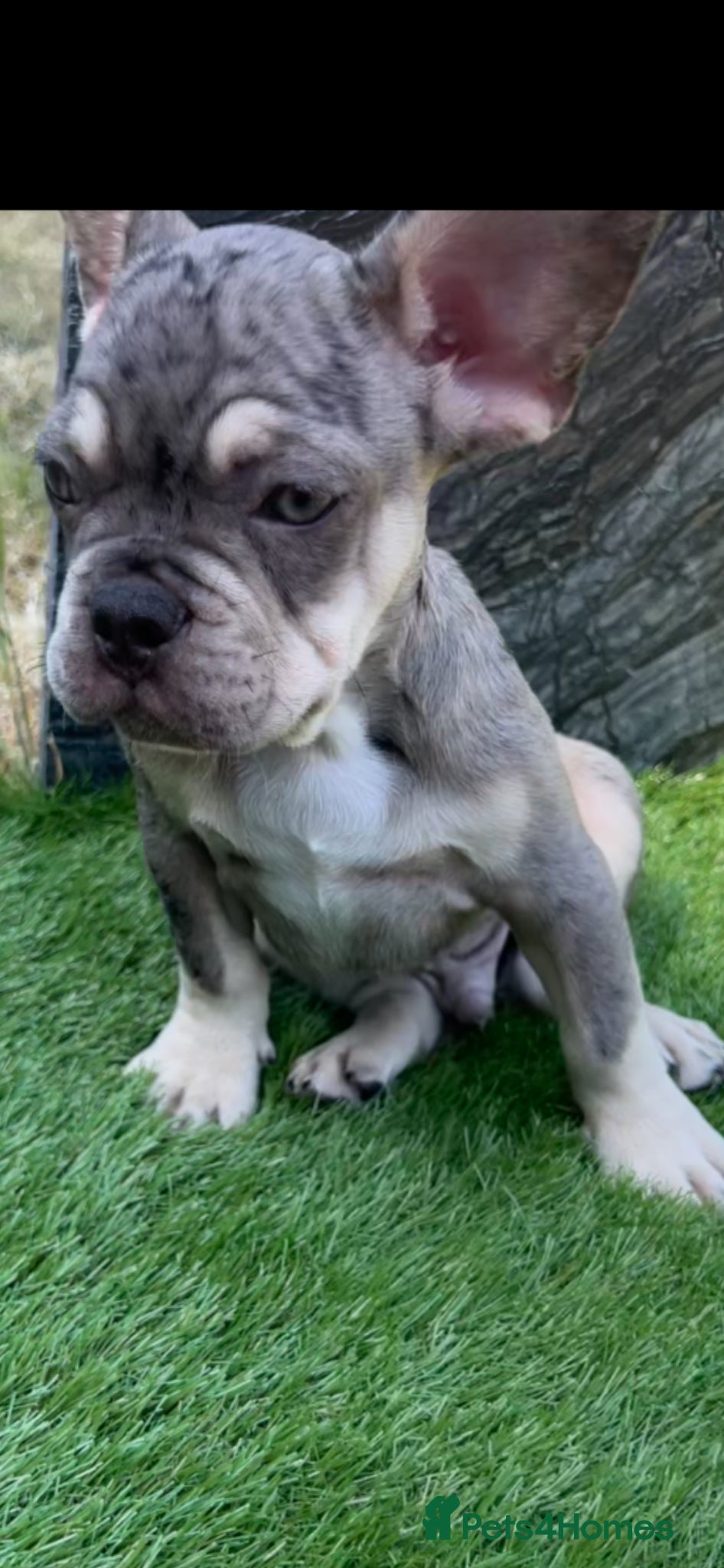 French Bulldog dogs for sale: French bulldog puppys  - Advert 2