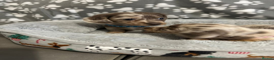 Miniature Dachshund Puppy 1