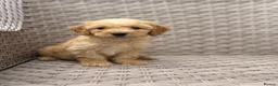 Cockapoo dogs for sale: PRA CLEAR F1 cockapoo puppies - Advert 9