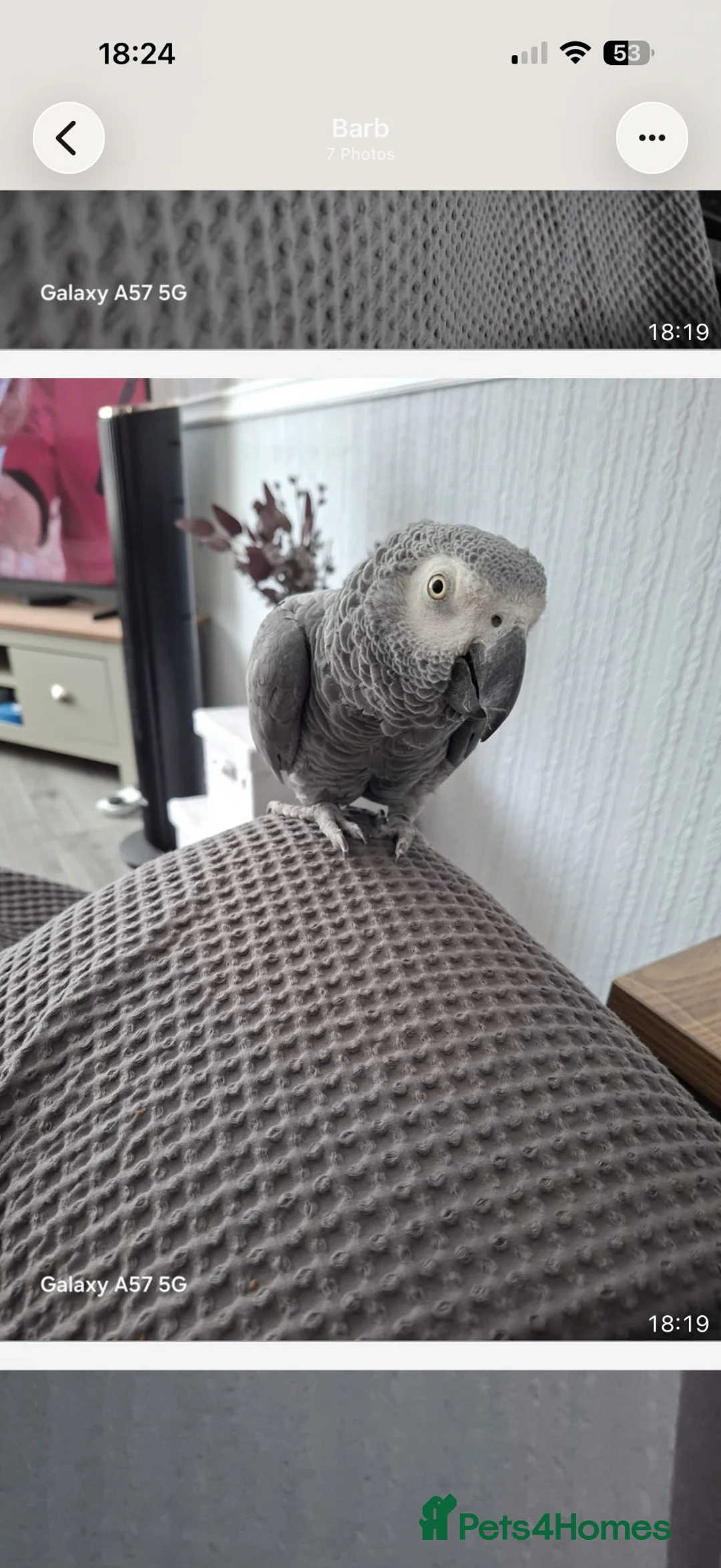 Parrots birds for sale: African grey parrot  in Brierley Hill - Advert 11
