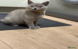 British Shorthair cats for sale: 🏡 Vaccinated Bsh kittens - GCCF parents - Image 25
