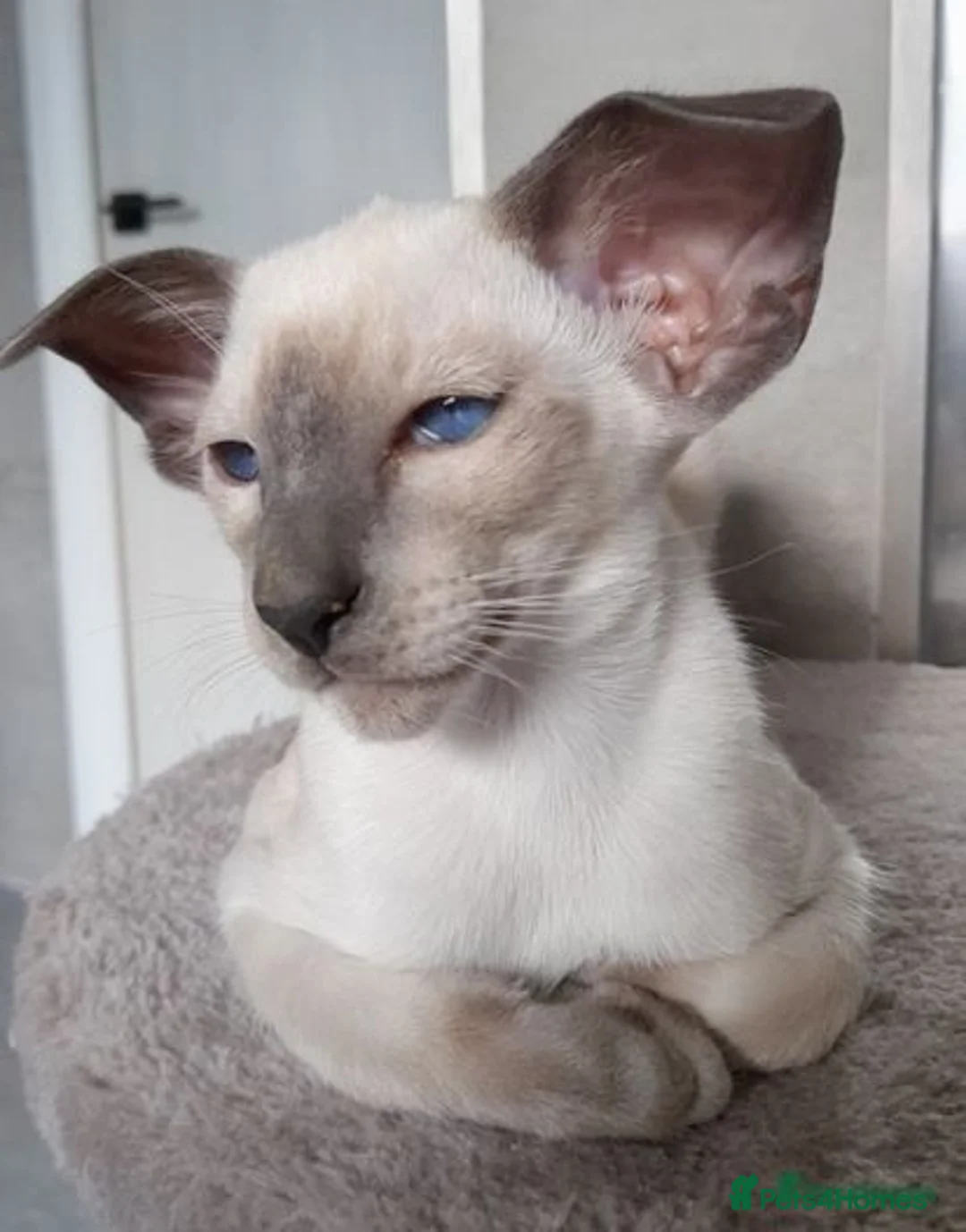 Siamese cats for sale: Siamese Oriental kittens superb pedigree GCCF  - Image 18