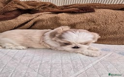 Shih Tzu dogs for sale: Hi my name is Maria  - Image 3