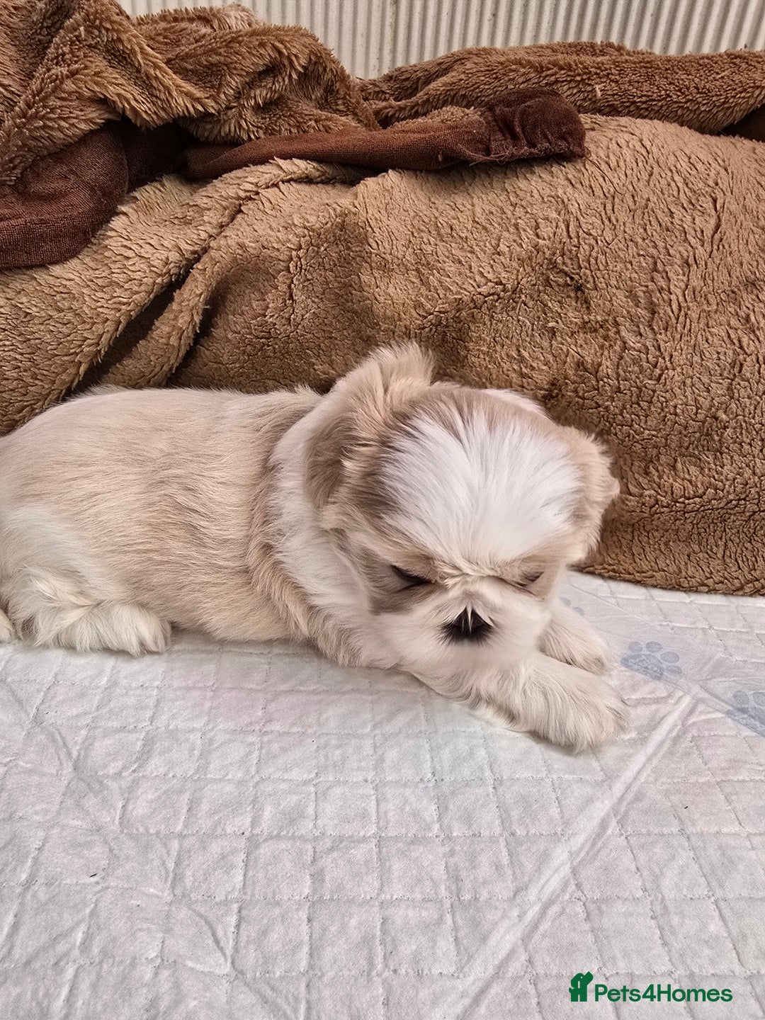 Shih Tzu dogs for sale: Hi my name is Maria  - Image 3