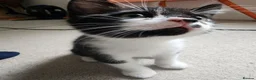 Mixed Breed cats for sale: 3 lovely kittens  - Advert 10