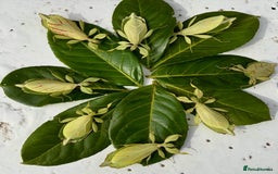 Stick Insects invertebrates for sale: Phyllium philippinicum nymphs (leaf insects) - Image 7