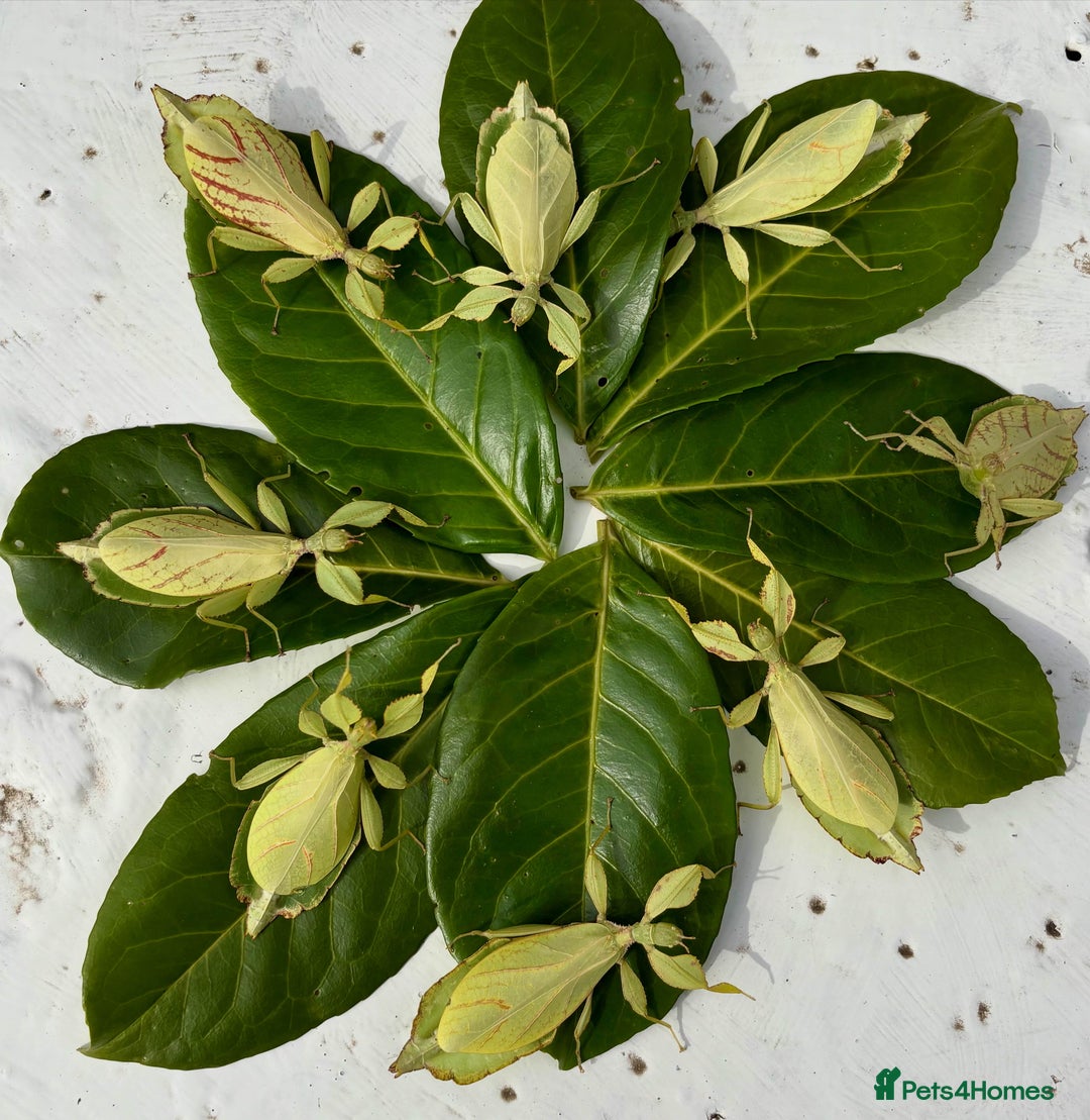 Stick Insects invertebrates for sale: Phyllium philippinicum nymphs (leaf insects) - Image 7