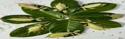 Stick Insects invertebrates for sale: Phyllium philippinicum nymphs (leaf insects) - Advert 7