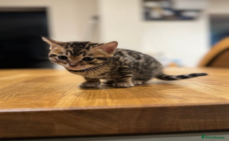 Bengal cats - Advert 14