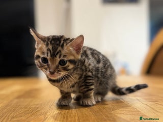 Bengal cats - Advert 30