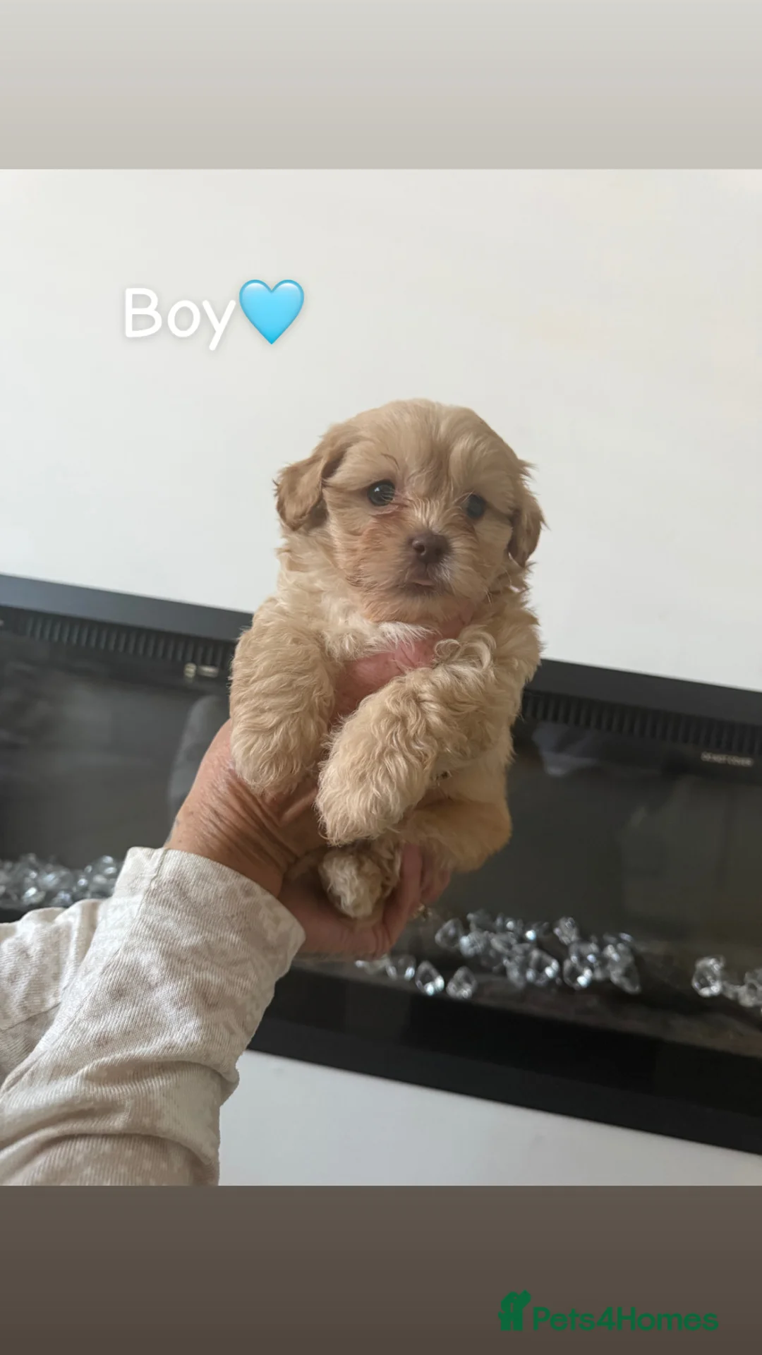 Shihpoo dogs for sale: 8 shihpoo puppies for sale - Advert 11