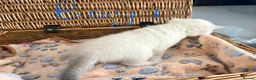 British Shorthair cats for sale: Cuteness Overload Alert! British Shorthair Kittens in Kettering - Advert 9
