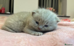 Brazilian Shorthair cats for sale: Pedigree British Shorthair Kittens Golden & Lilac - Image 24