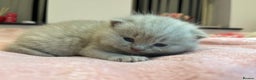 British Shorthair cats for sale: Pedigree British Shorthair Kittens Golden & Lilac - Advert 31