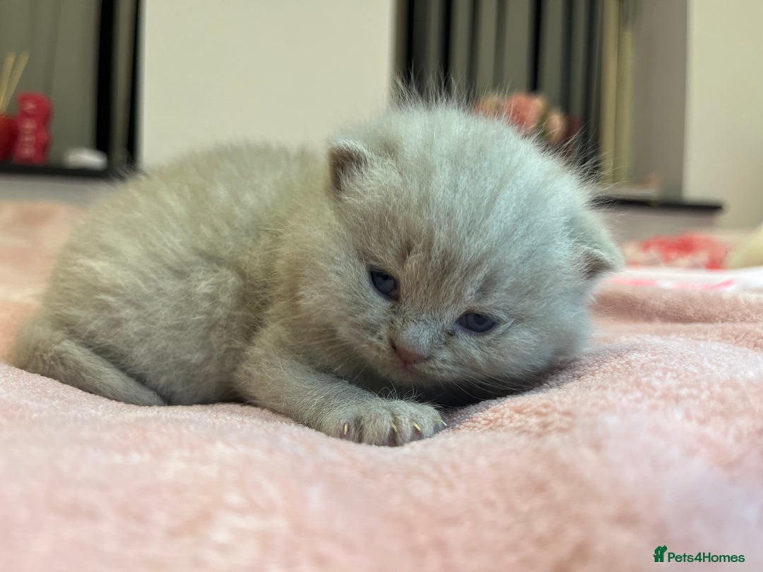 Brazilian Shorthair cats for sale: Pedigree British Shorthair Kittens Golden & Lilac - Image 24