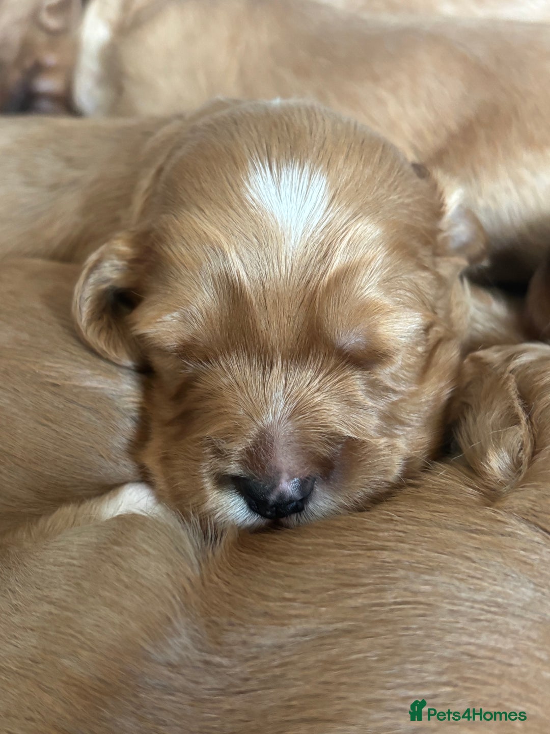 Cavapoo dogs for sale: King Charles Cavalier x Cavapoo - Image 17