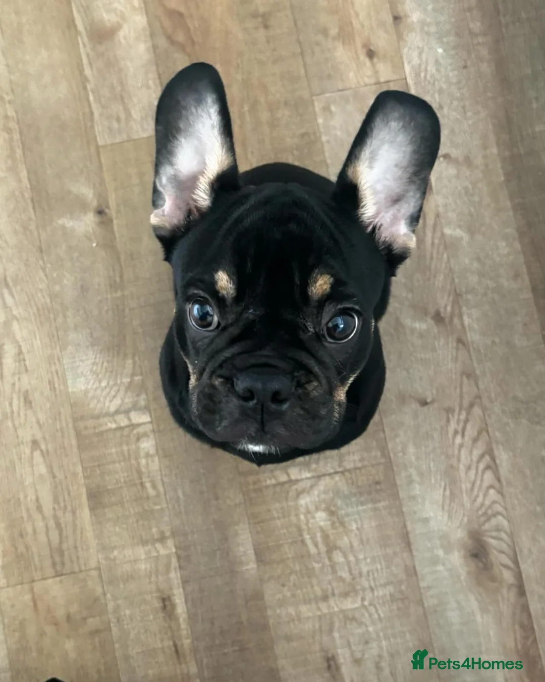 French Bulldog dogs for sale: Black and Tan French Bulldog in Aldershot - Advert 21