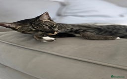 Savannah cats for sale: F5 Female Savannah - Image 5