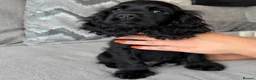 Cocker Spaniel dogs for sale: Beautiful cocker spaniel puppies look new home  - Advert 3