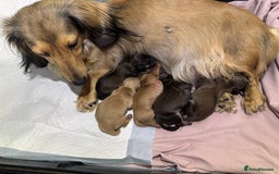 Miniature Dachshund dogs for sale: True Long hair English cream KC miniature  - Image 17