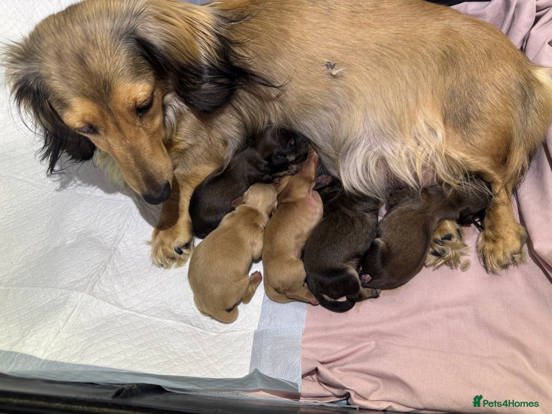 Miniature Dachshund dogs for sale: True Long hair English cream KC miniature  - Image 17