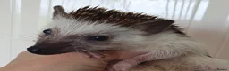 Pygmy Hedgehog rodents for sale: Male African pygmy hedgehog  - Advert 4