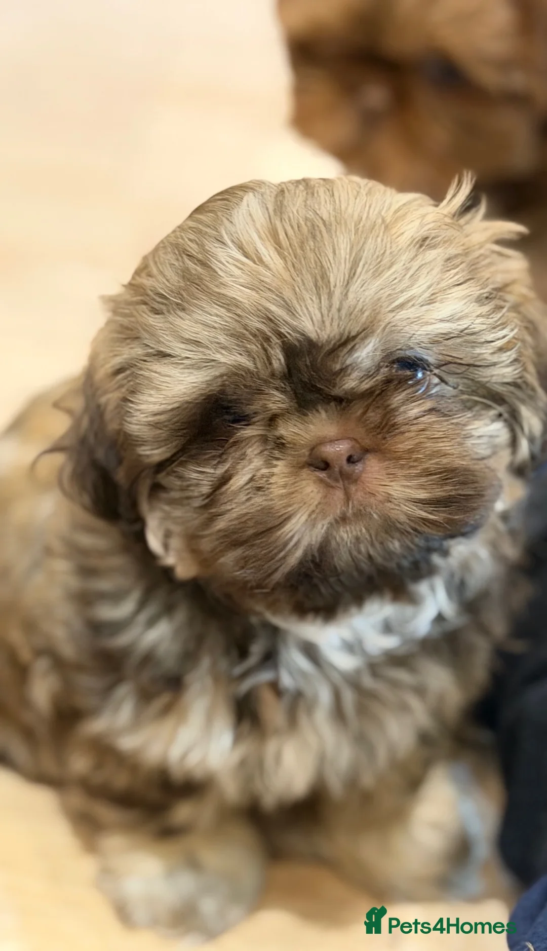Shih Tzu dogs for sale: minature imperial shih Tzu  - Advert 2