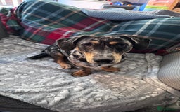 Mixed Breed dogs for sale: Timothy & Jeremy - Image 9