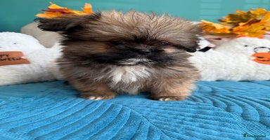Mixed Breed dogs - Advert 11