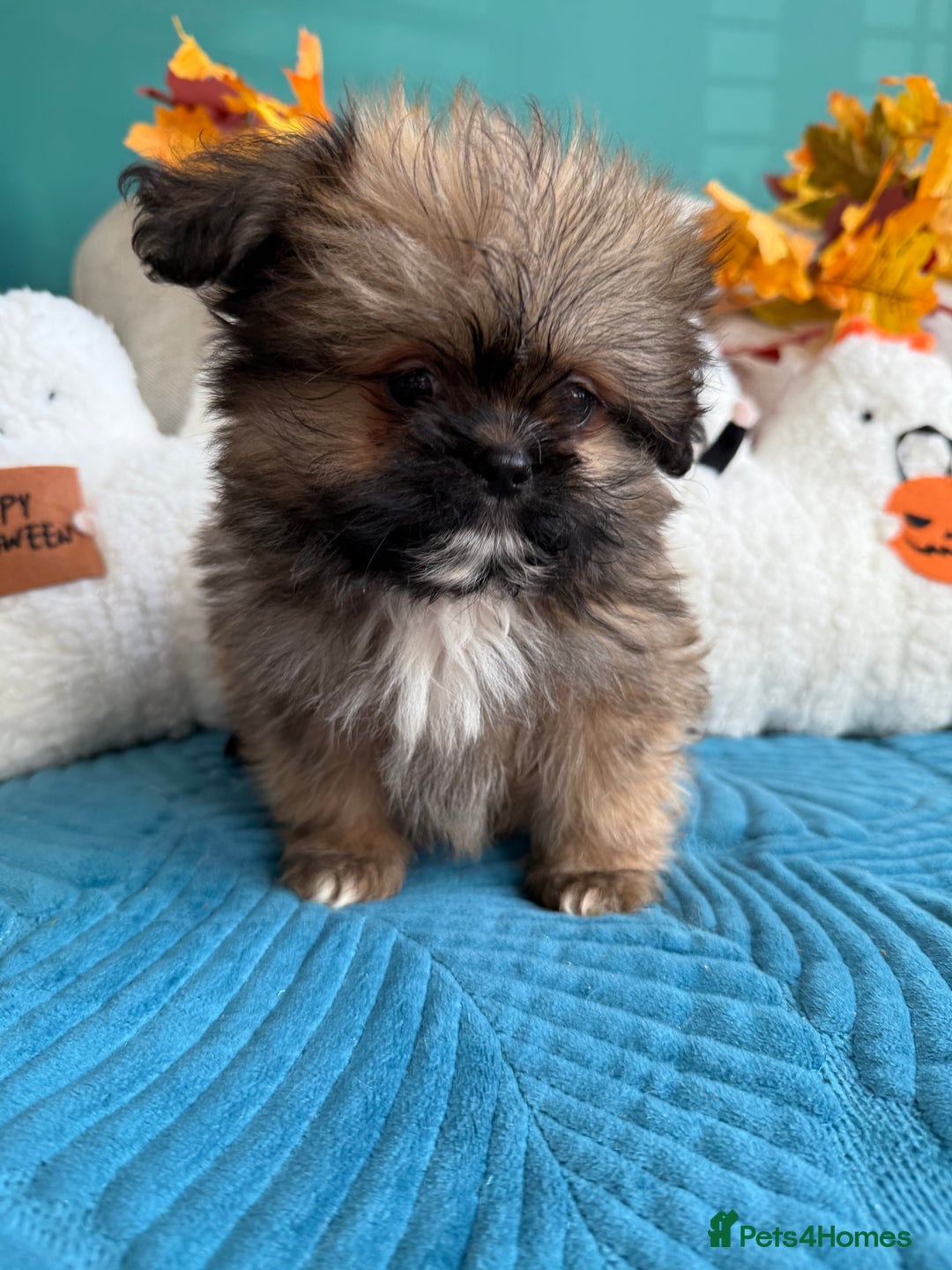 Mixed Breed dogs for sale: RARE TINY Outstanding Pomeranian cross puppies  - Image 4
