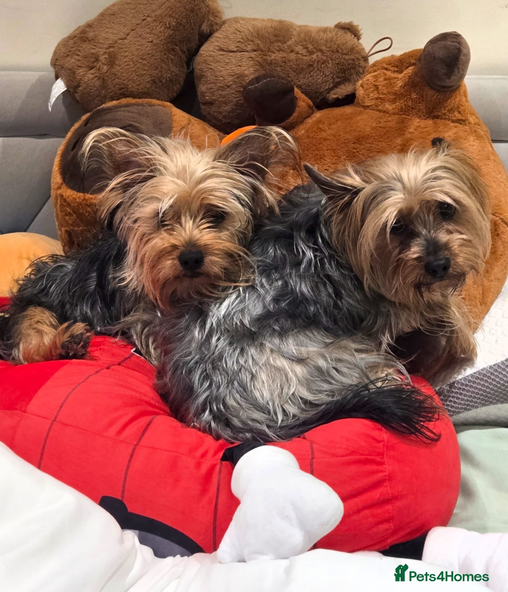 Yorkshire Terrier dogs My Luna have 4 puppies on 16 may   - Advert 5